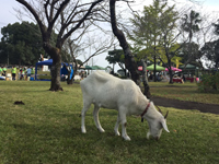 藤見公園